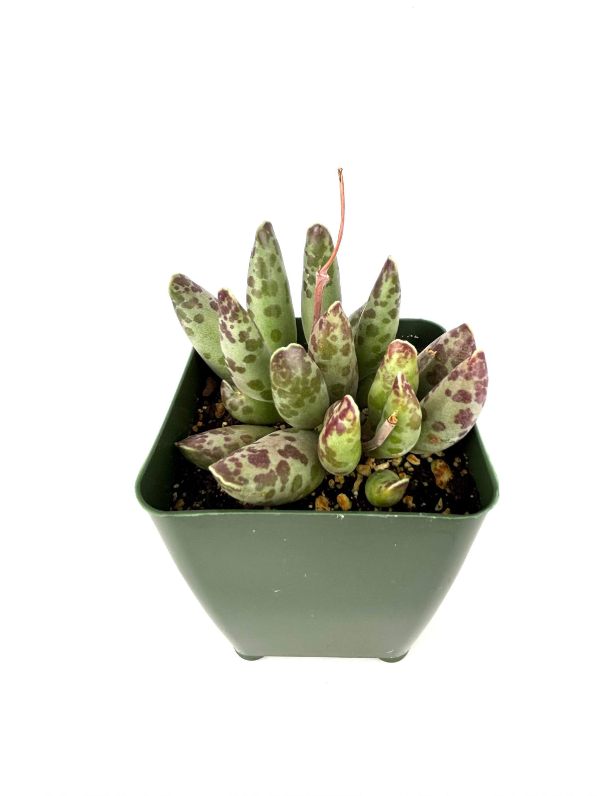 Plover Eggs Adromischus festivus
