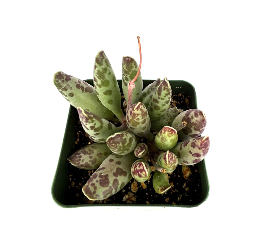 Plover Eggs Adromischus festivus