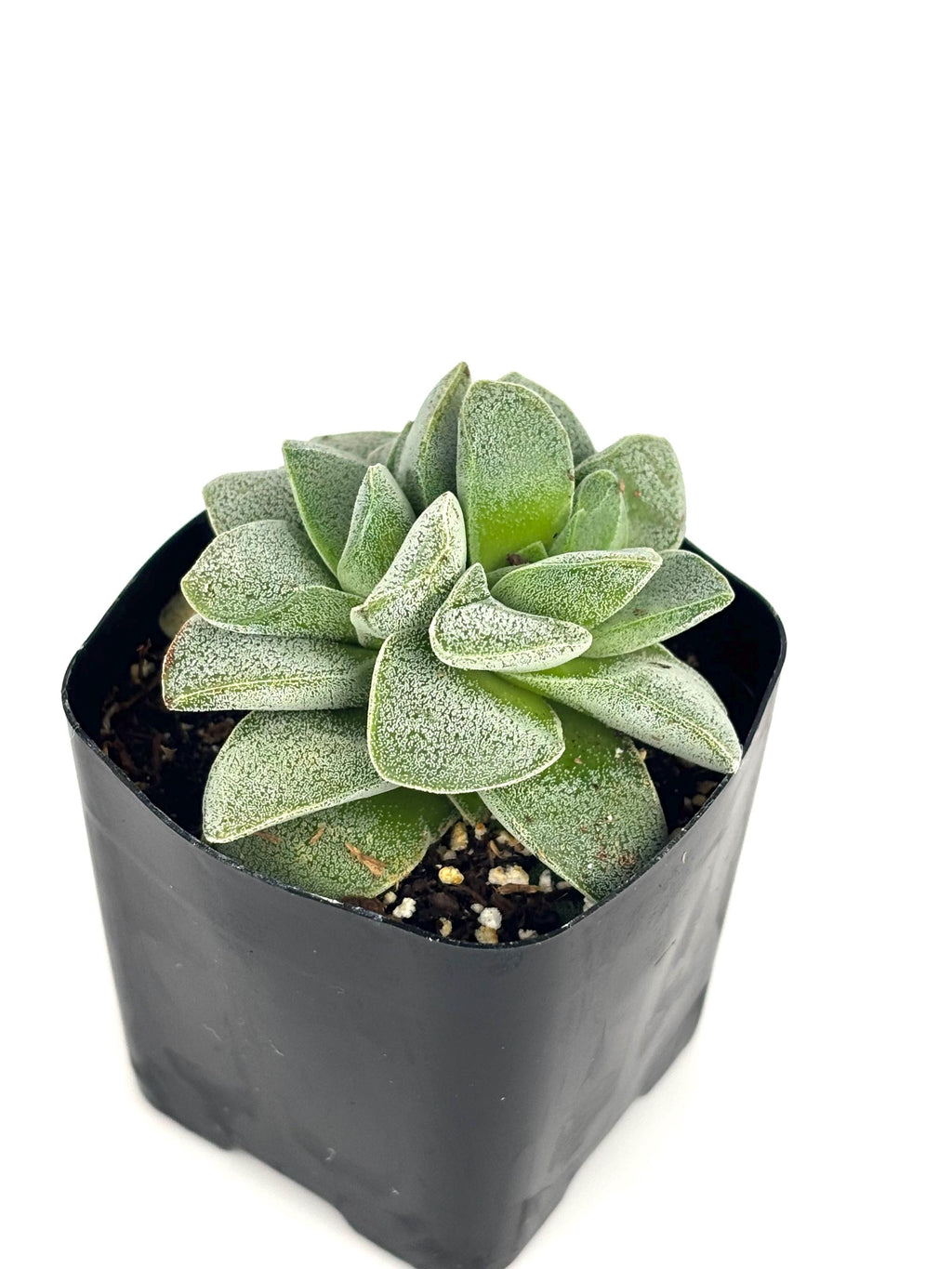Crassula Morgan’s Beauty Succulent, 2-Inch Pot
