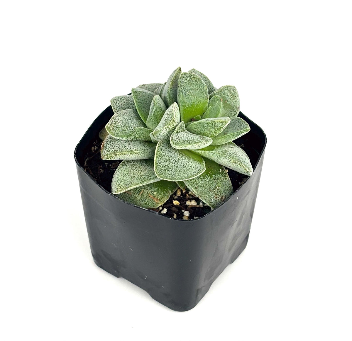 Crassula Morgan’s Beauty Succulent, 2-Inch Pot