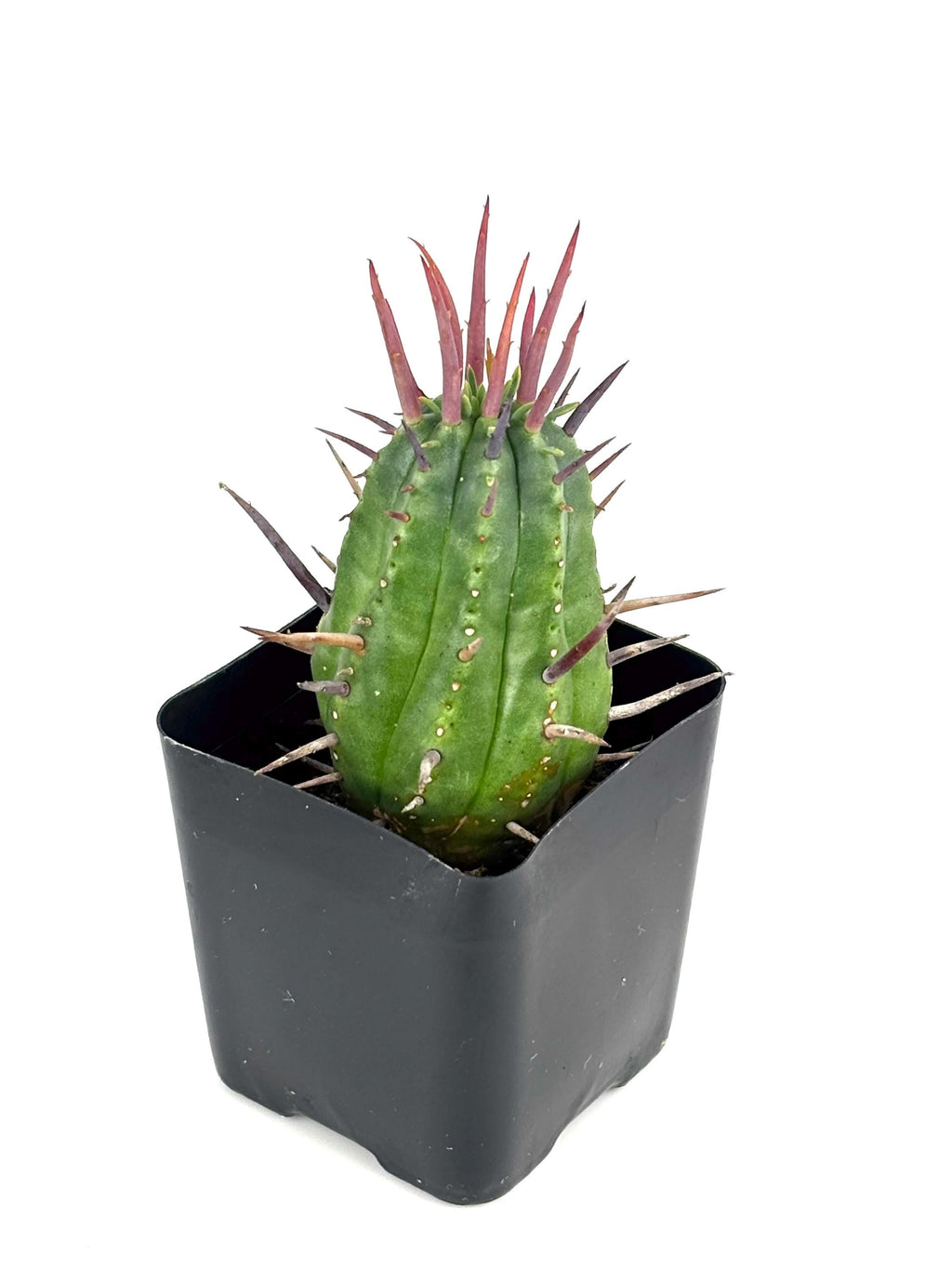 Pincushion Succulent Euphorbia Ferox Easy Care Houseplants, 2" Pot