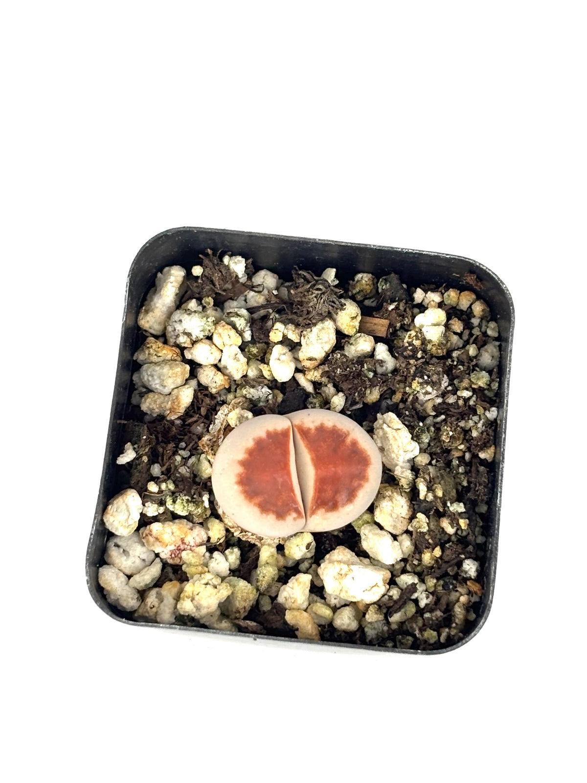 Lithops Karasmontana Top Red