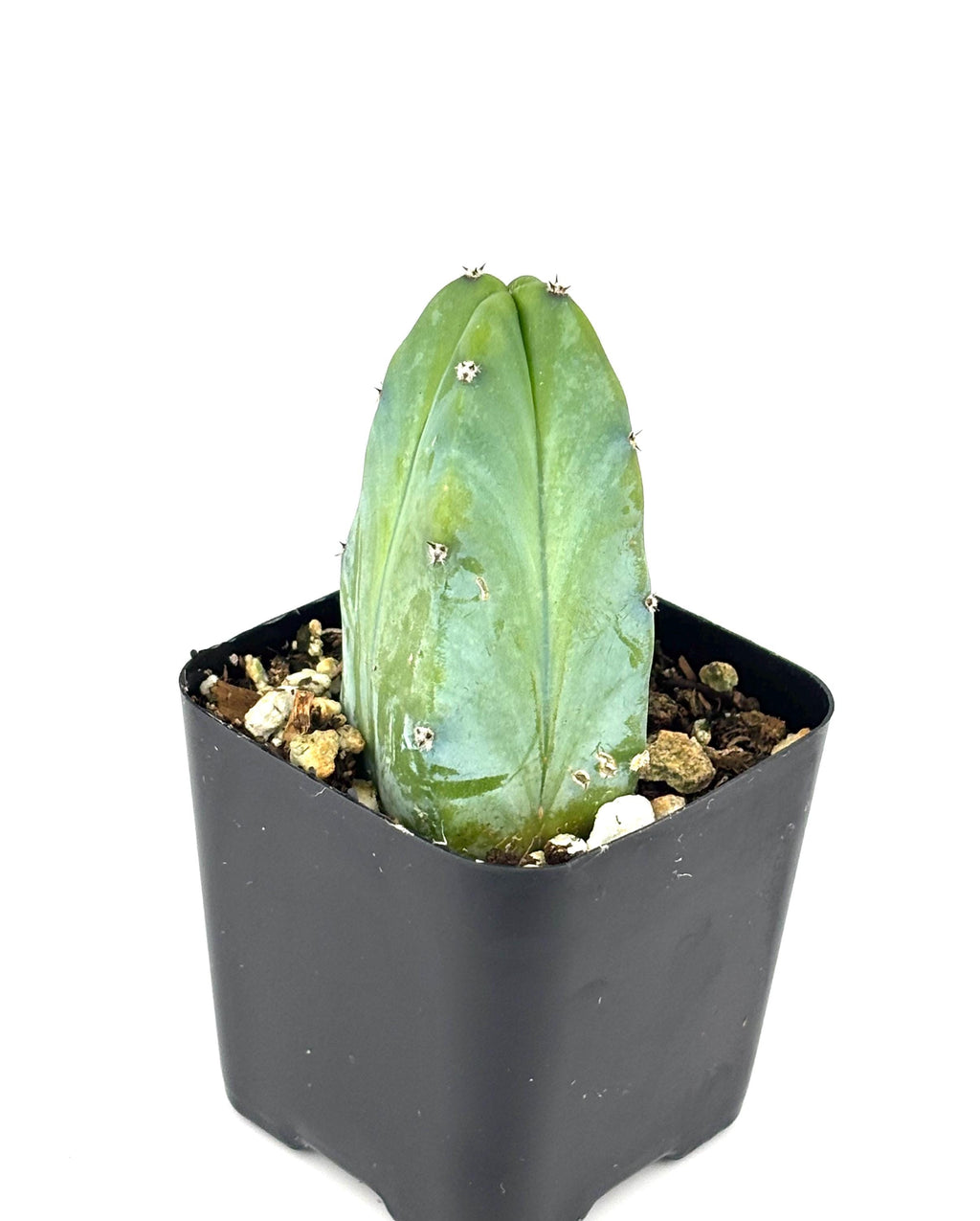 Blue Candle Cactus (Myrtillocactus geometrizans), 2-Inch Pot