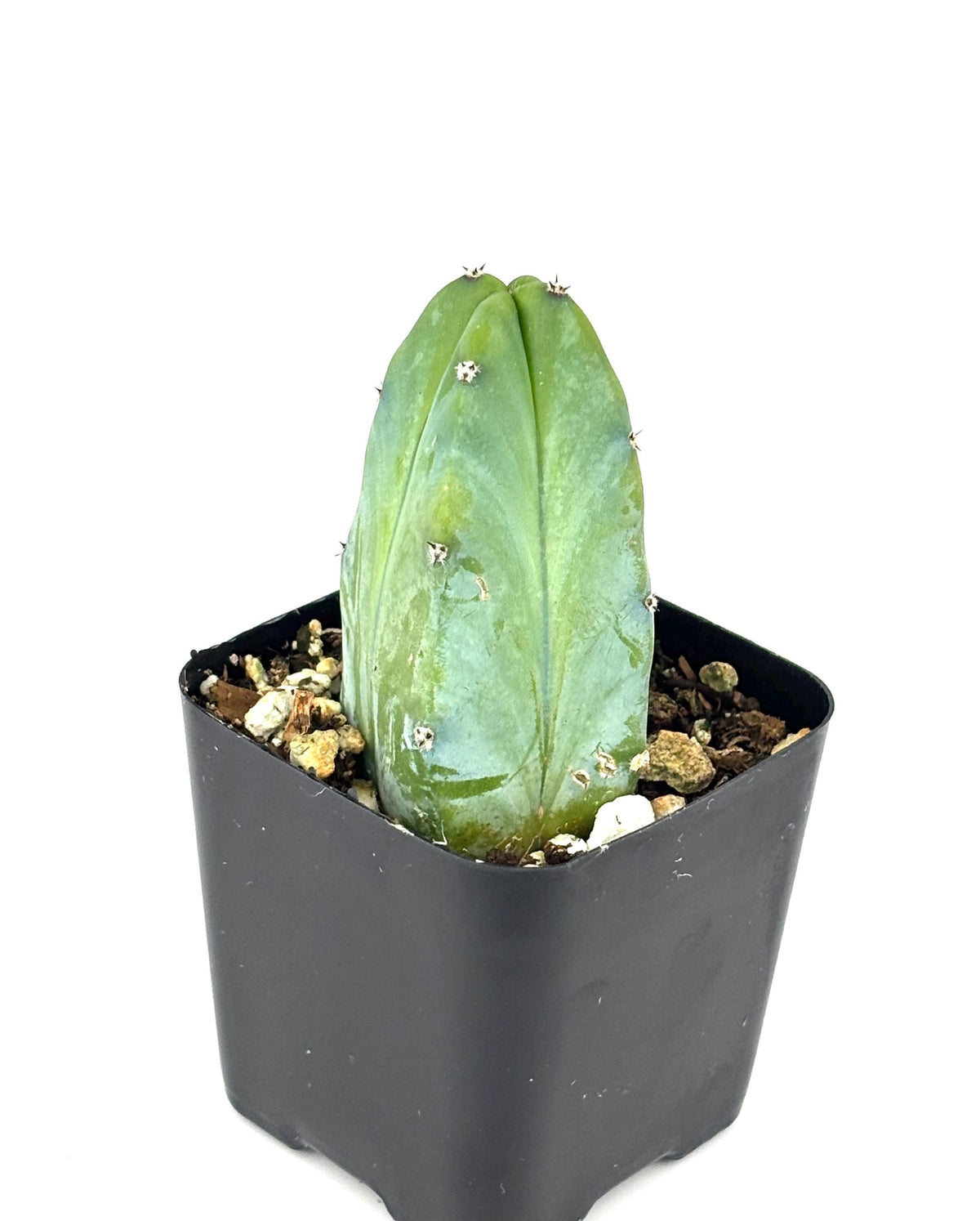 Blue Candle Cactus (Myrtillocactus geometrizans), 2-Inch Pot