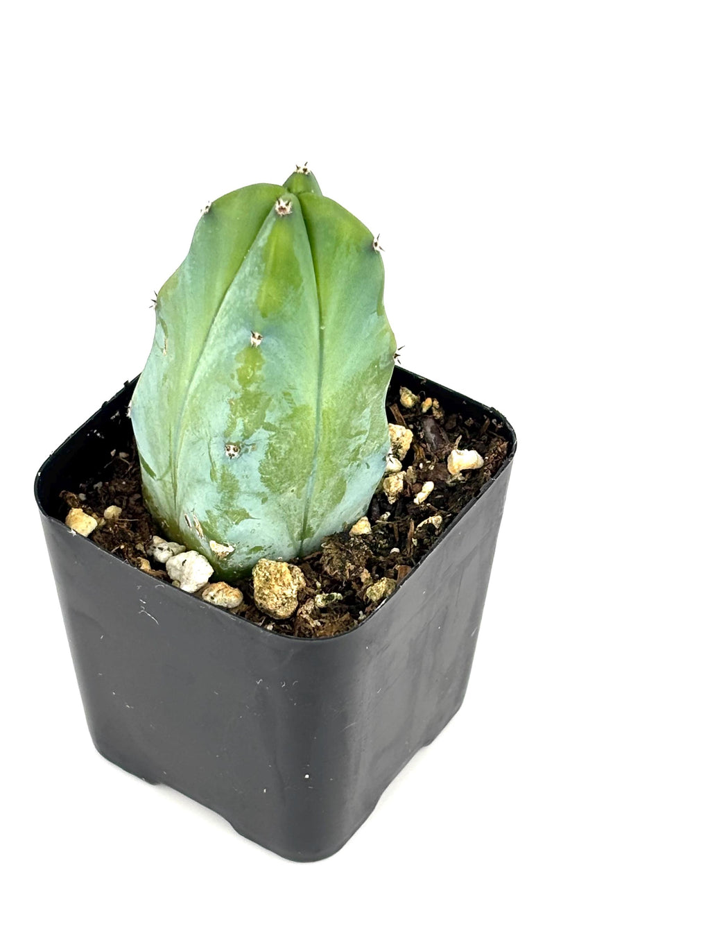 Blue Candle Cactus (Myrtillocactus geometrizans), 2-Inch Pot