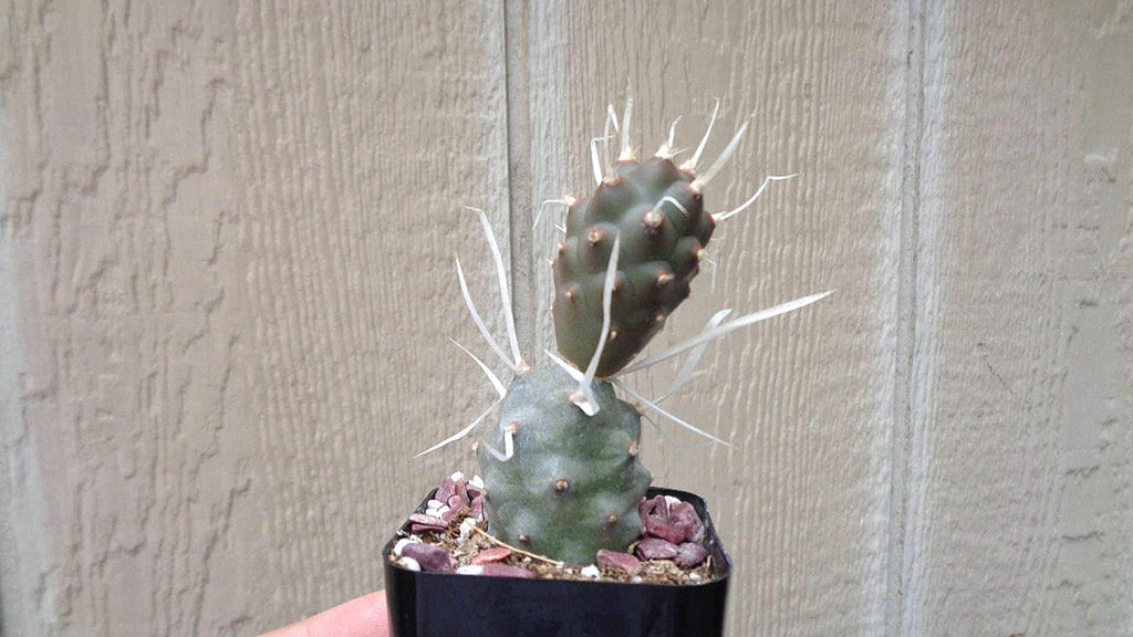 Paper Spine Cactus, 2-Inch Pot — original Etsy listing photo 4