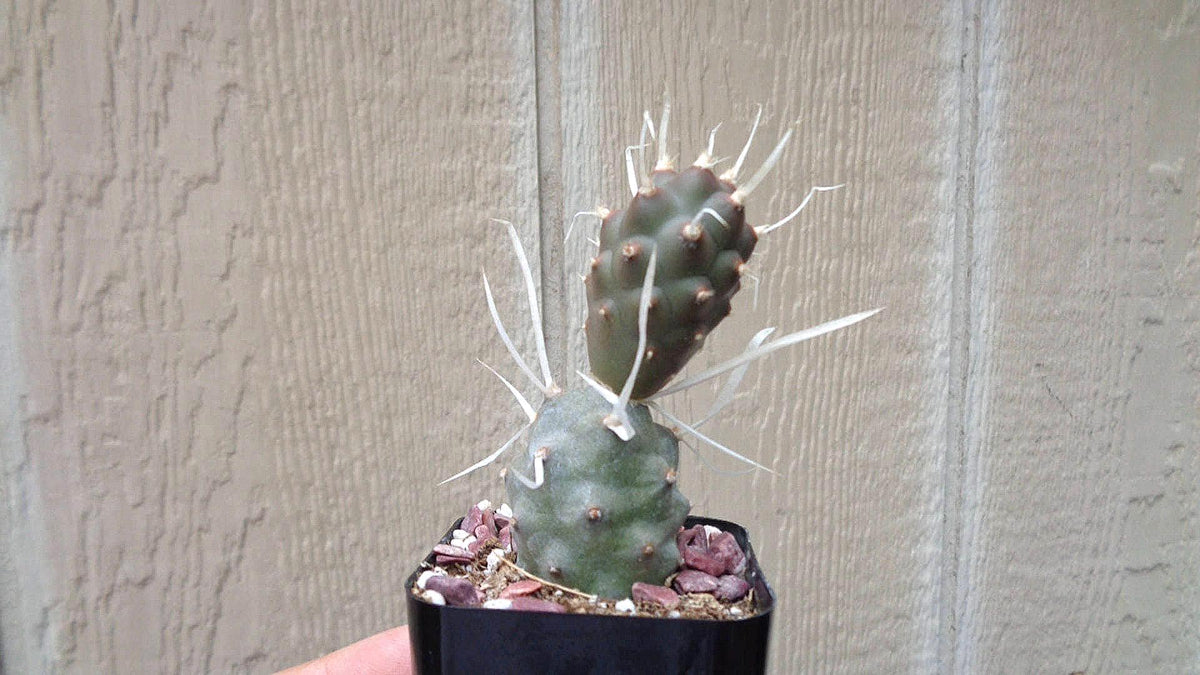 Paper Spine Cactus, 2-Inch Pot — original Etsy listing photo 4