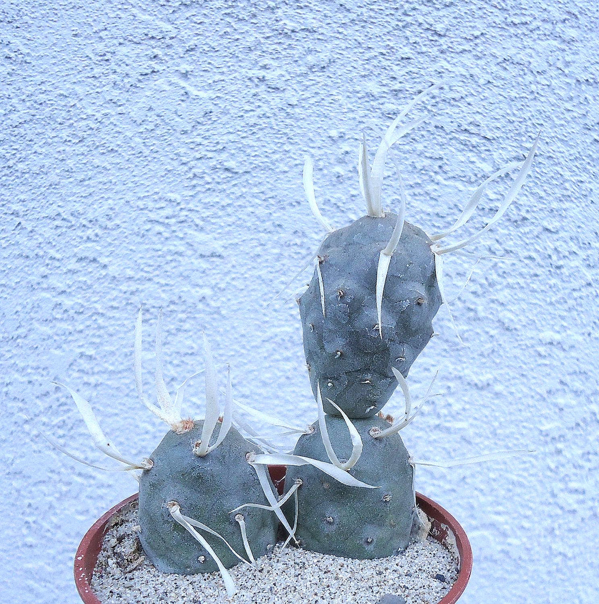 Paper Spine Cactus, 2-Inch Pot — original Etsy listing photo 6