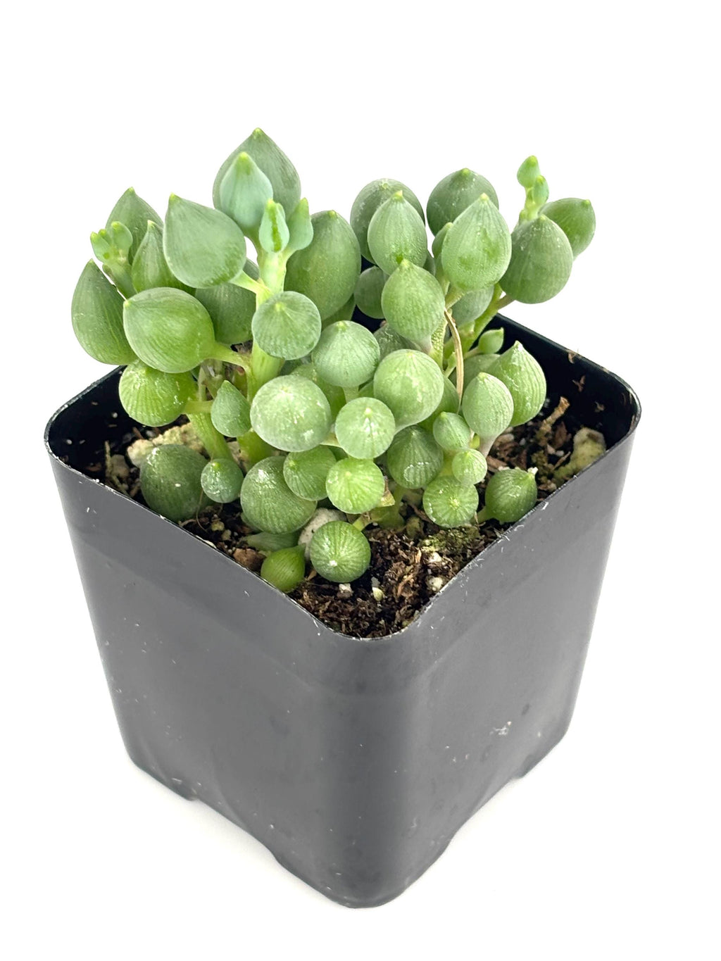 String of Lemons (Senecio citriformis), 4-Inch Pot — original Etsy listing photo 2