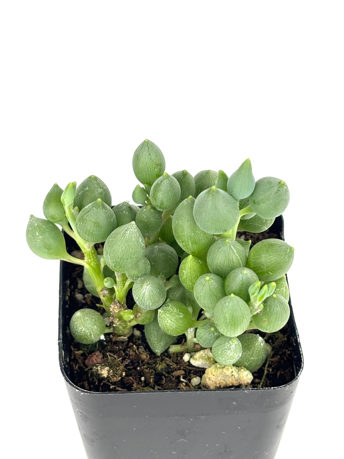 String of Lemons (Senecio citriformis), 4-Inch Pot — original Etsy listing photo 3