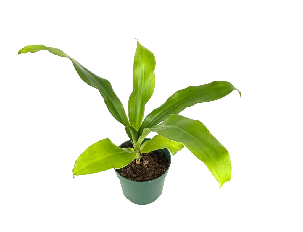 Dracaena Dhara Singh, 4-Inch Pot