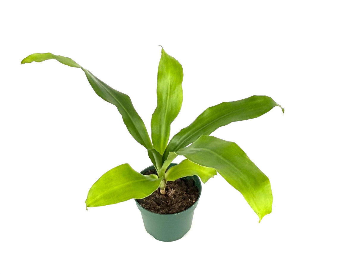 Dracaena Dhara Singh, 4-Inch Pot