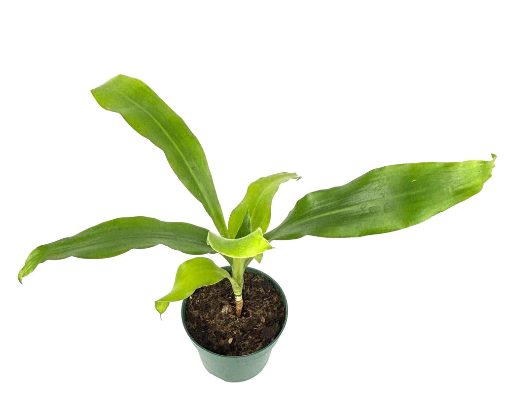 Dracaena Dhara Singh, 4-Inch Pot