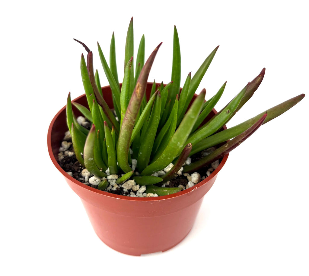 Crassula Devil’s Horns (Crassula hirta), 4-Inch Pot — original Etsy listing photo 1