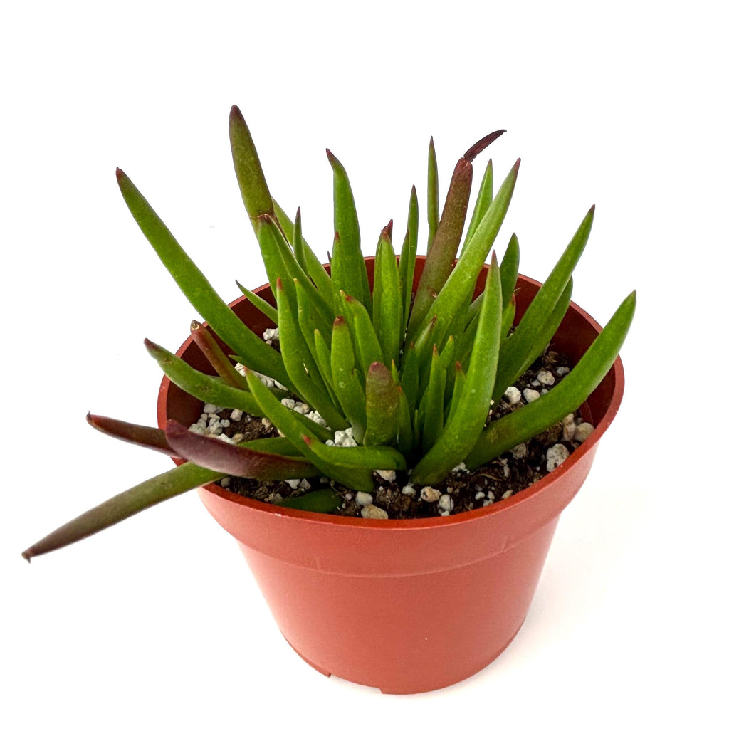 Crassula Devil’s Horns (Crassula hirta), 4-Inch Pot — original Etsy listing photo 3