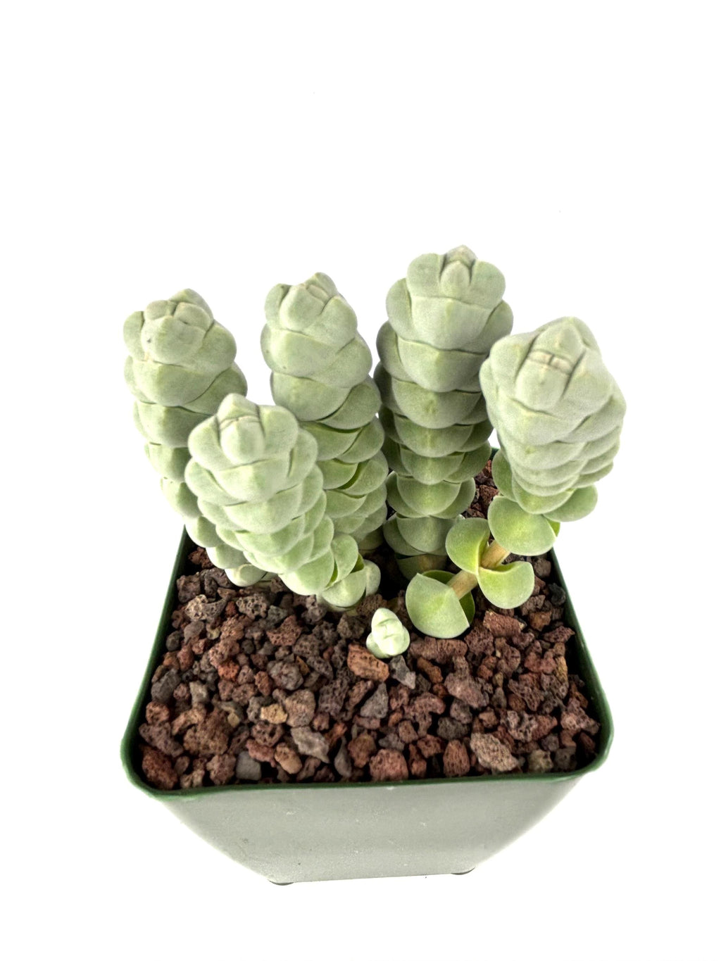 Crassula plegmatoides Succulent, 4-Inch Pot