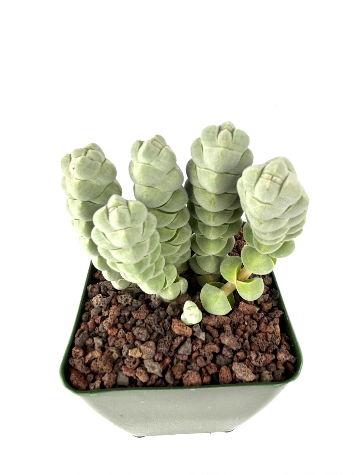 Crassula plegmatoides Succulent, 4-Inch Pot