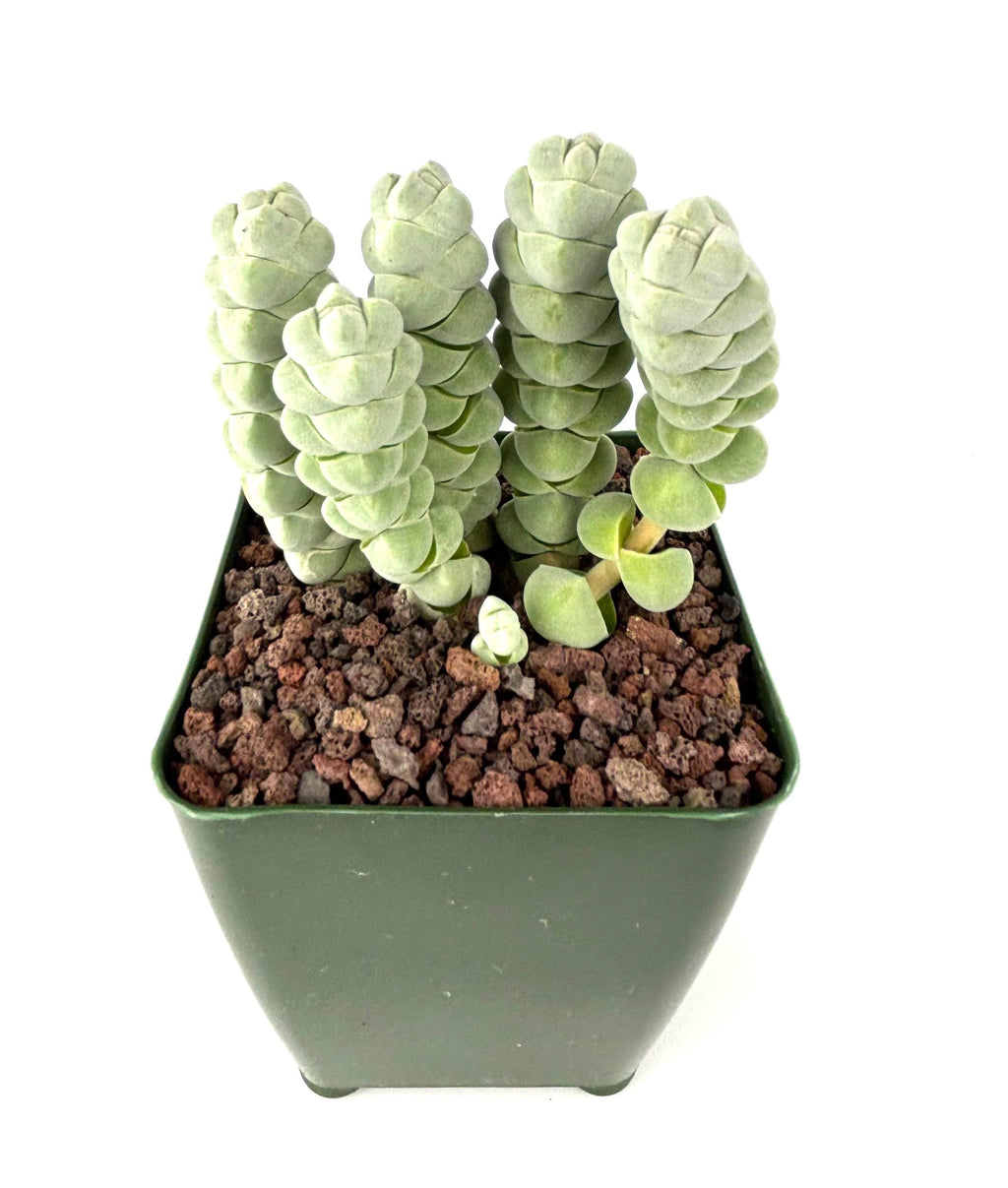 Crassula plegmatoides Succulent, 4-Inch Pot