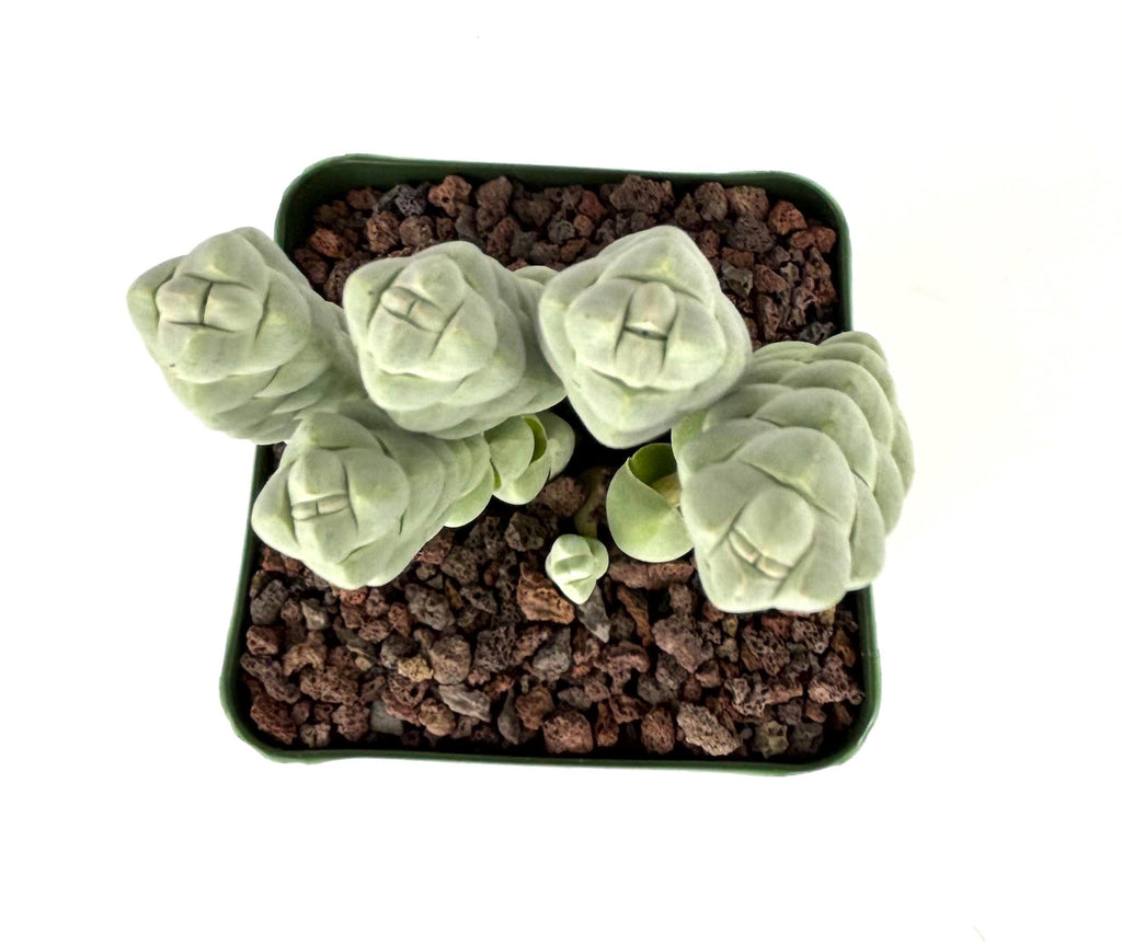 Crassula plegmatoides Succulent, 4-Inch Pot