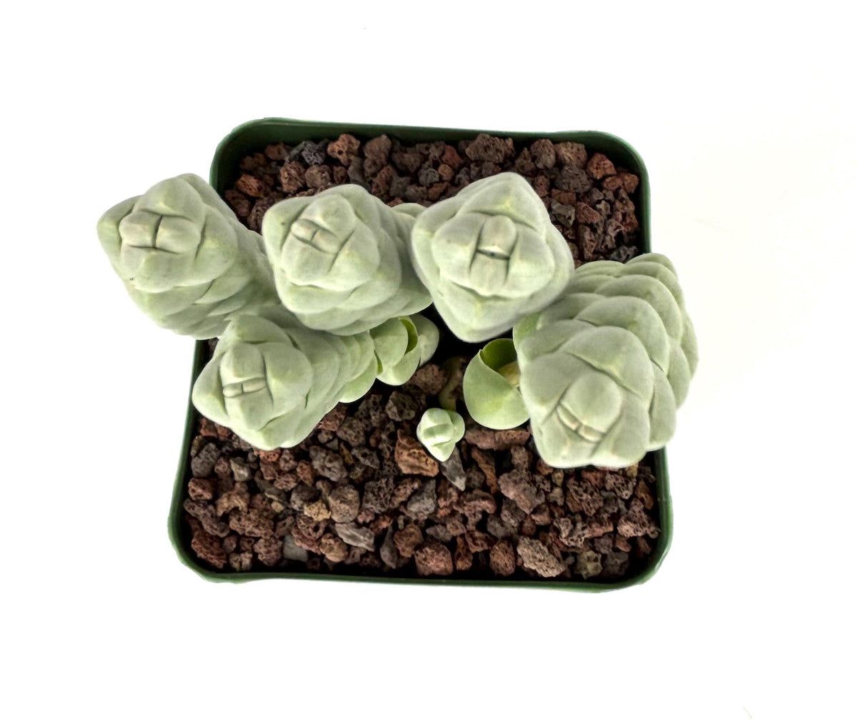 Crassula plegmatoides Succulent, 4-Inch Pot