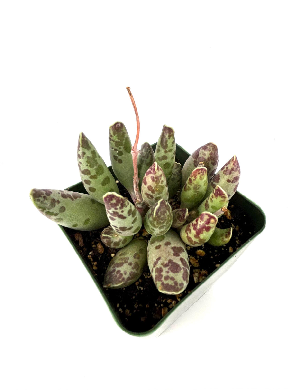 Plover Eggs Adromischus festivus