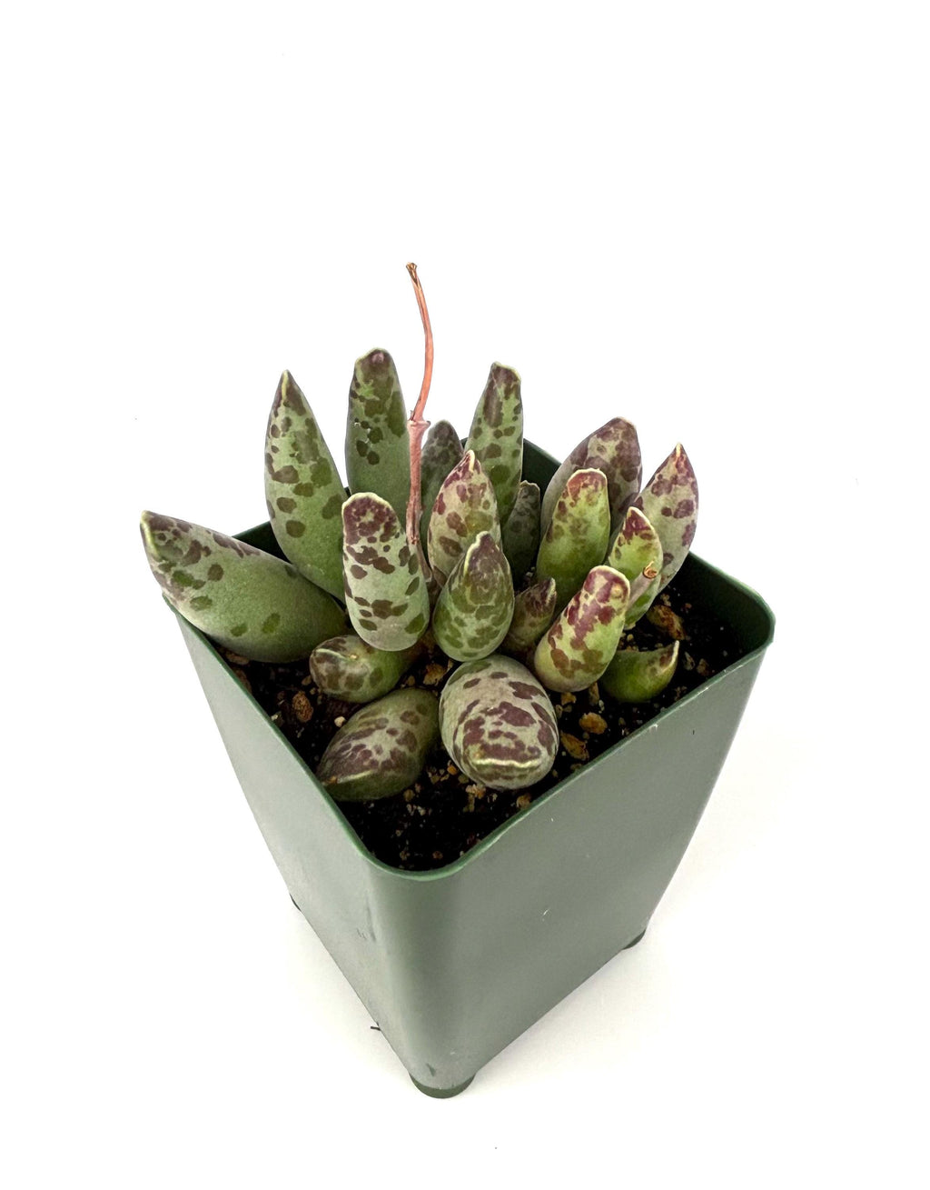 Plover Eggs Adromischus festivus
