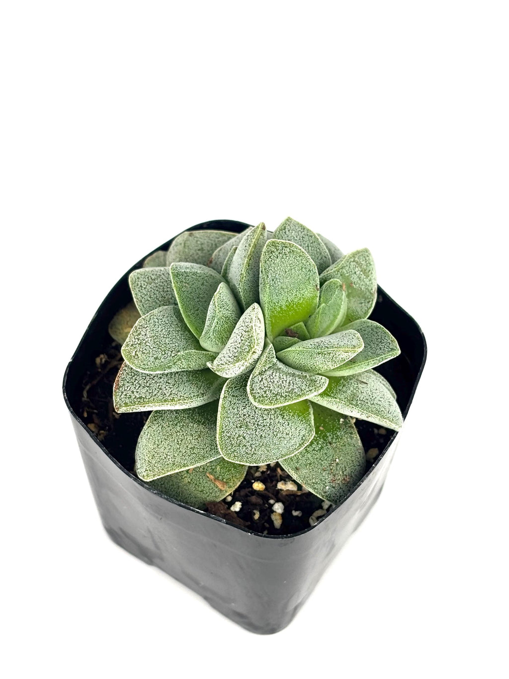 Crassula Morgan’s Beauty Succulent, 2-Inch Pot