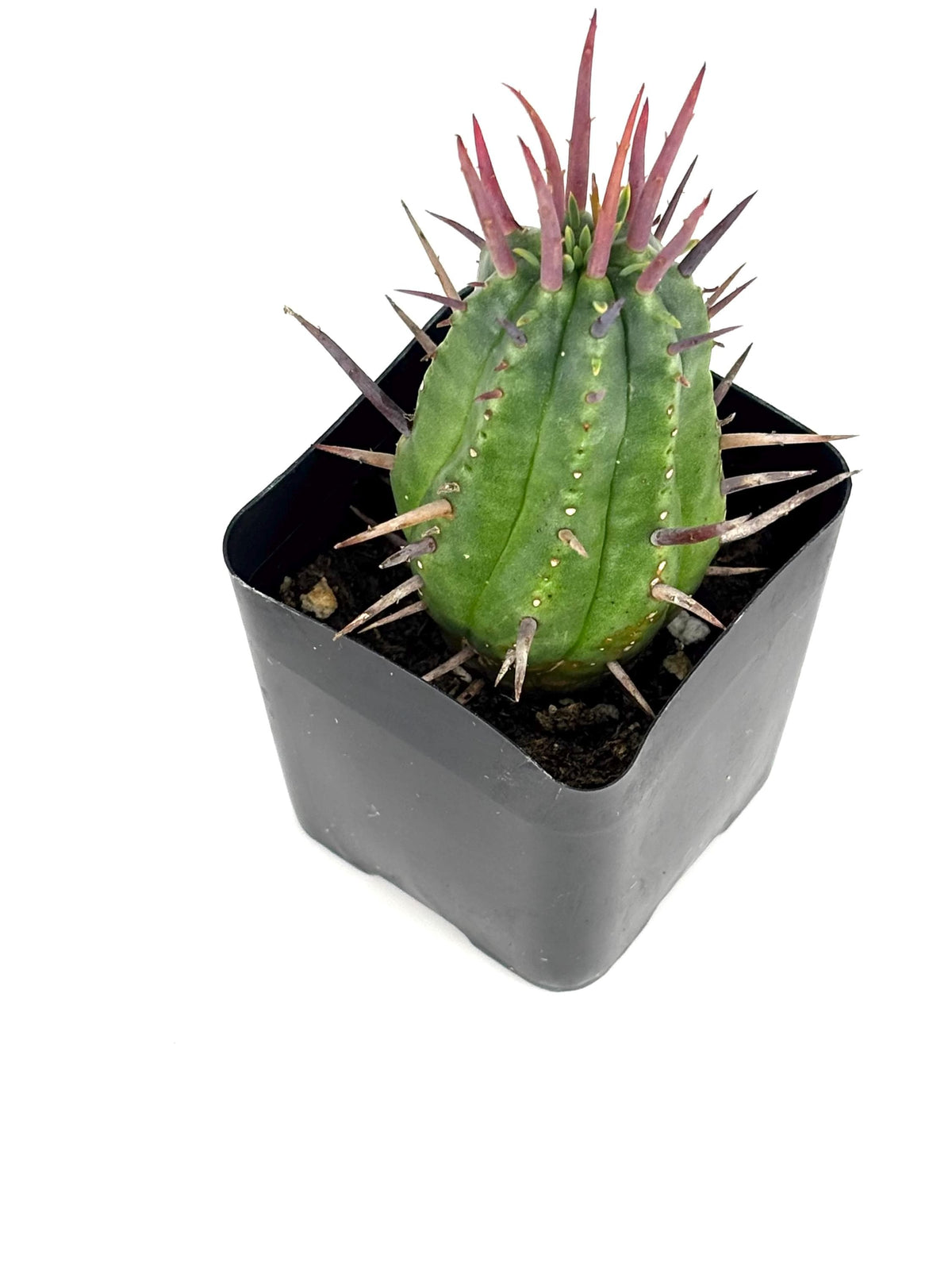 Pincushion Succulent Euphorbia Ferox Easy Care Houseplants, 2" Pot
