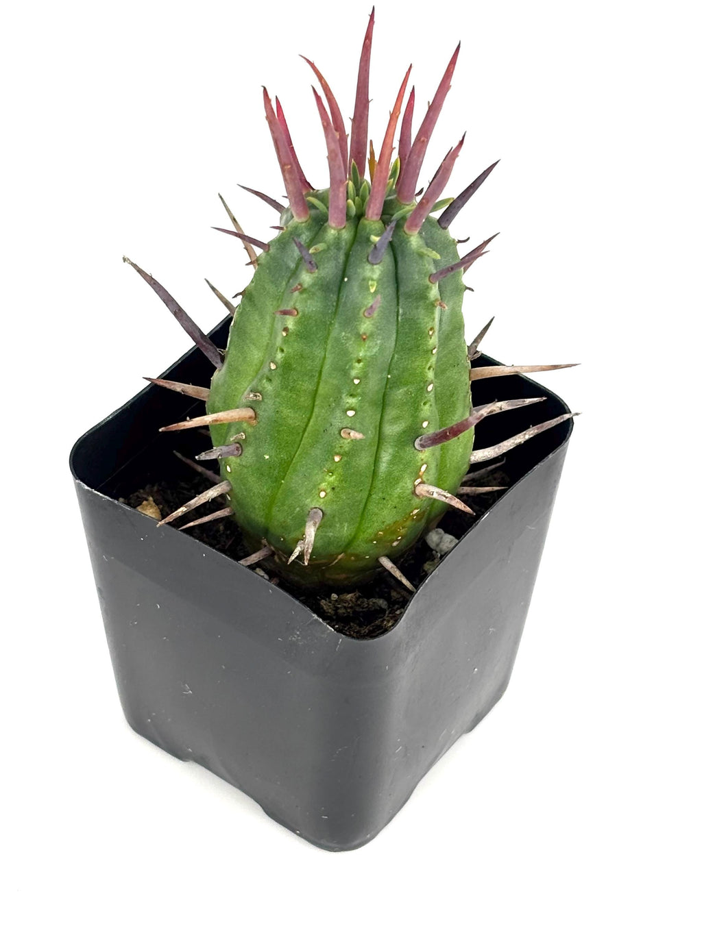 Pincushion Succulent Euphorbia Ferox Easy Care Houseplants, 2" Pot