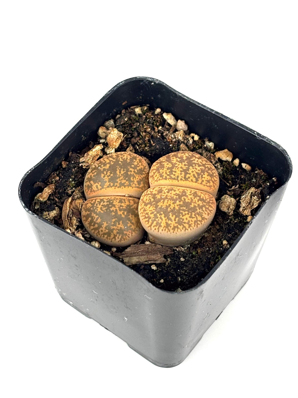 Lithops Lesliei Cluster Mimicry Succulents