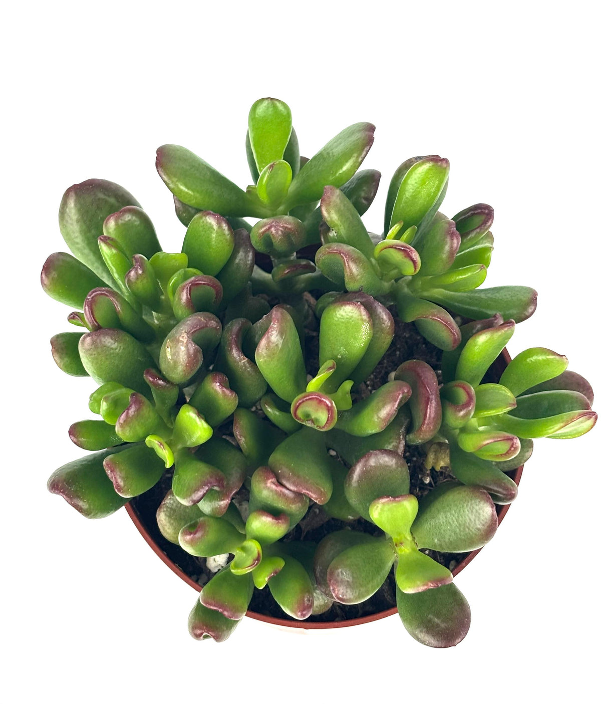 Hobbit Jade, 4-Inch Pot