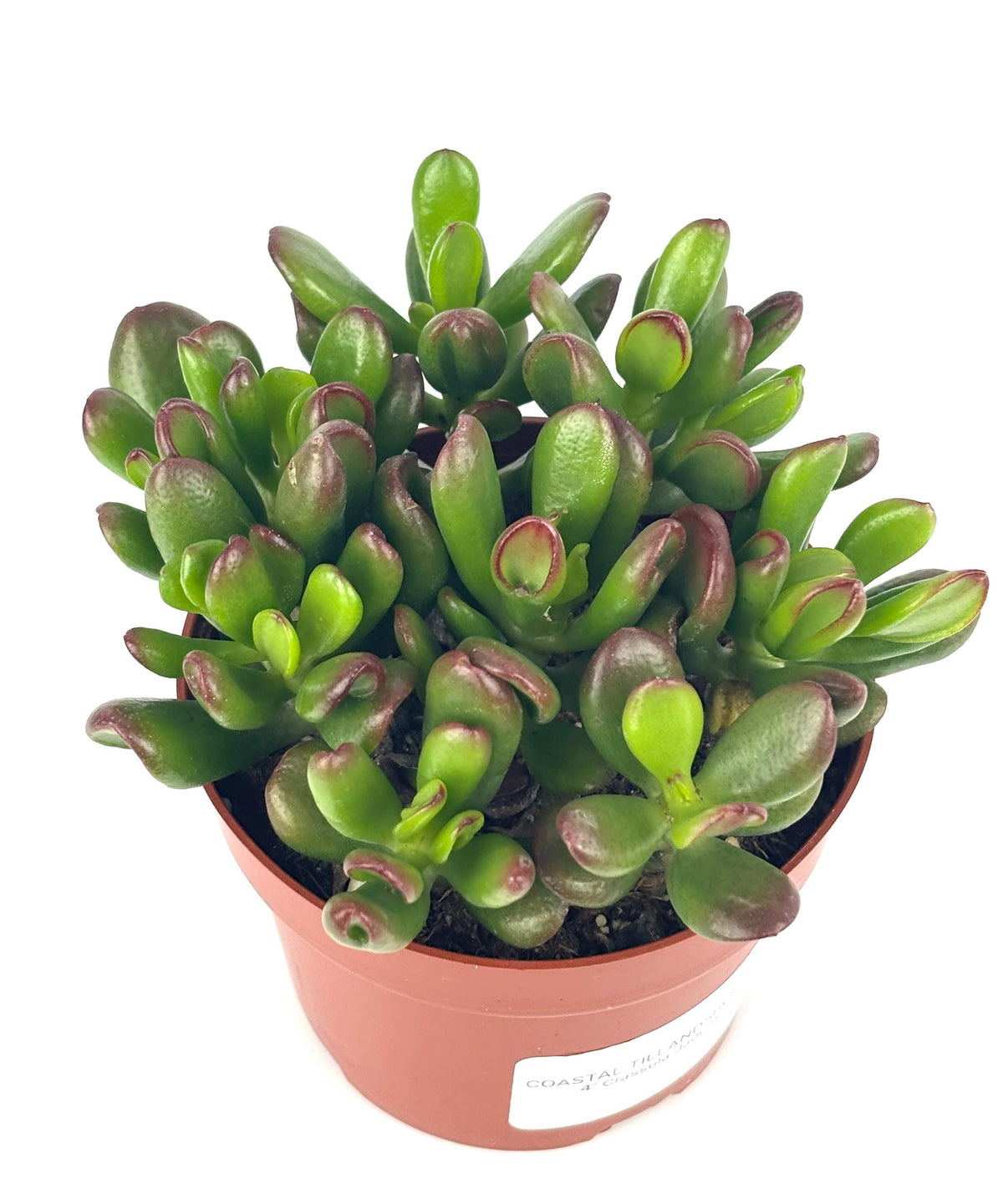 Hobbit Jade, 4-Inch Pot