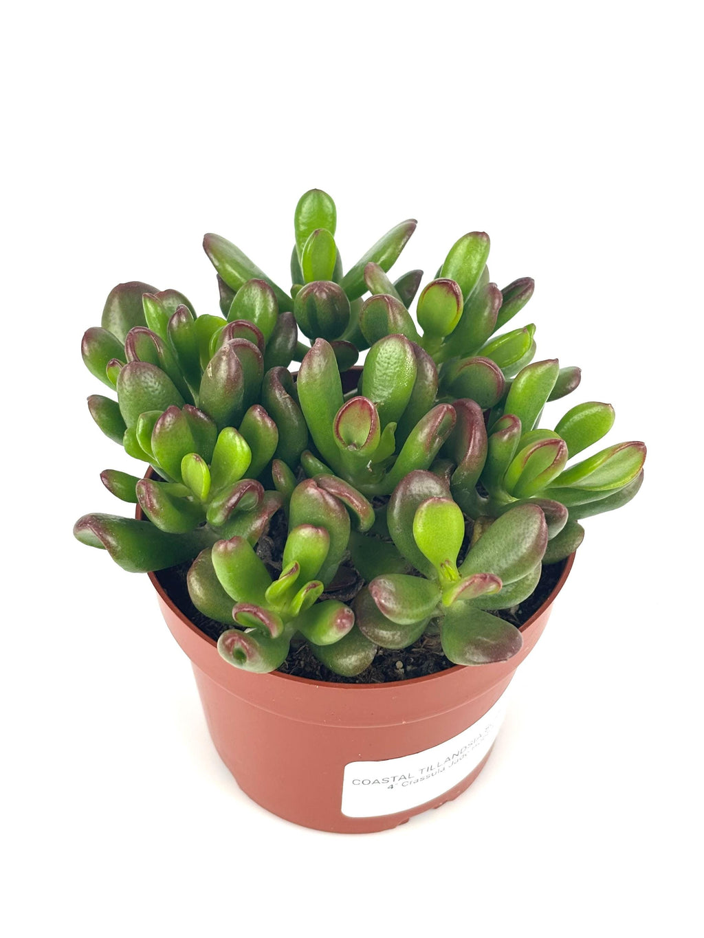Hobbit Jade, 4-Inch Pot
