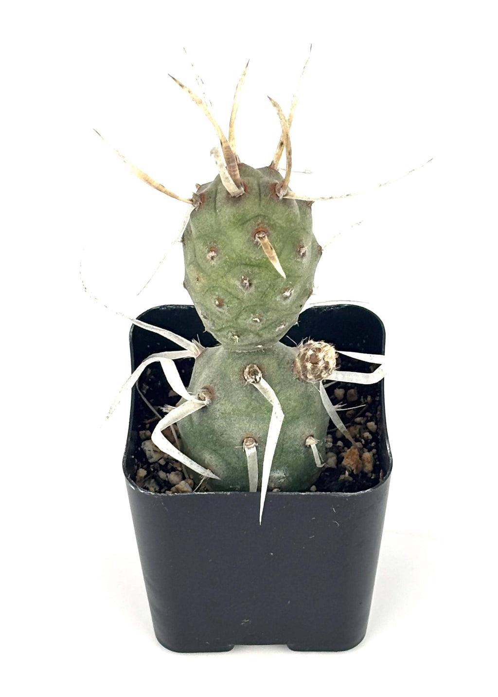 Paper Spine Cactus, 2-Inch Pot — original Etsy listing photo 2