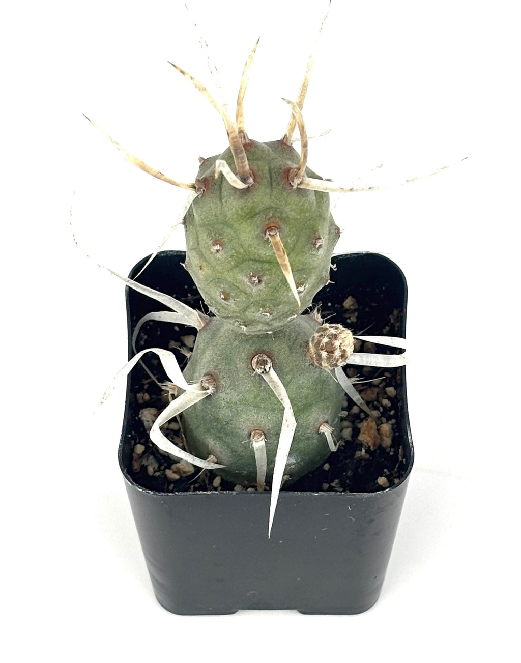Paper Spine Cactus, 2-Inch Pot — original Etsy listing photo 1