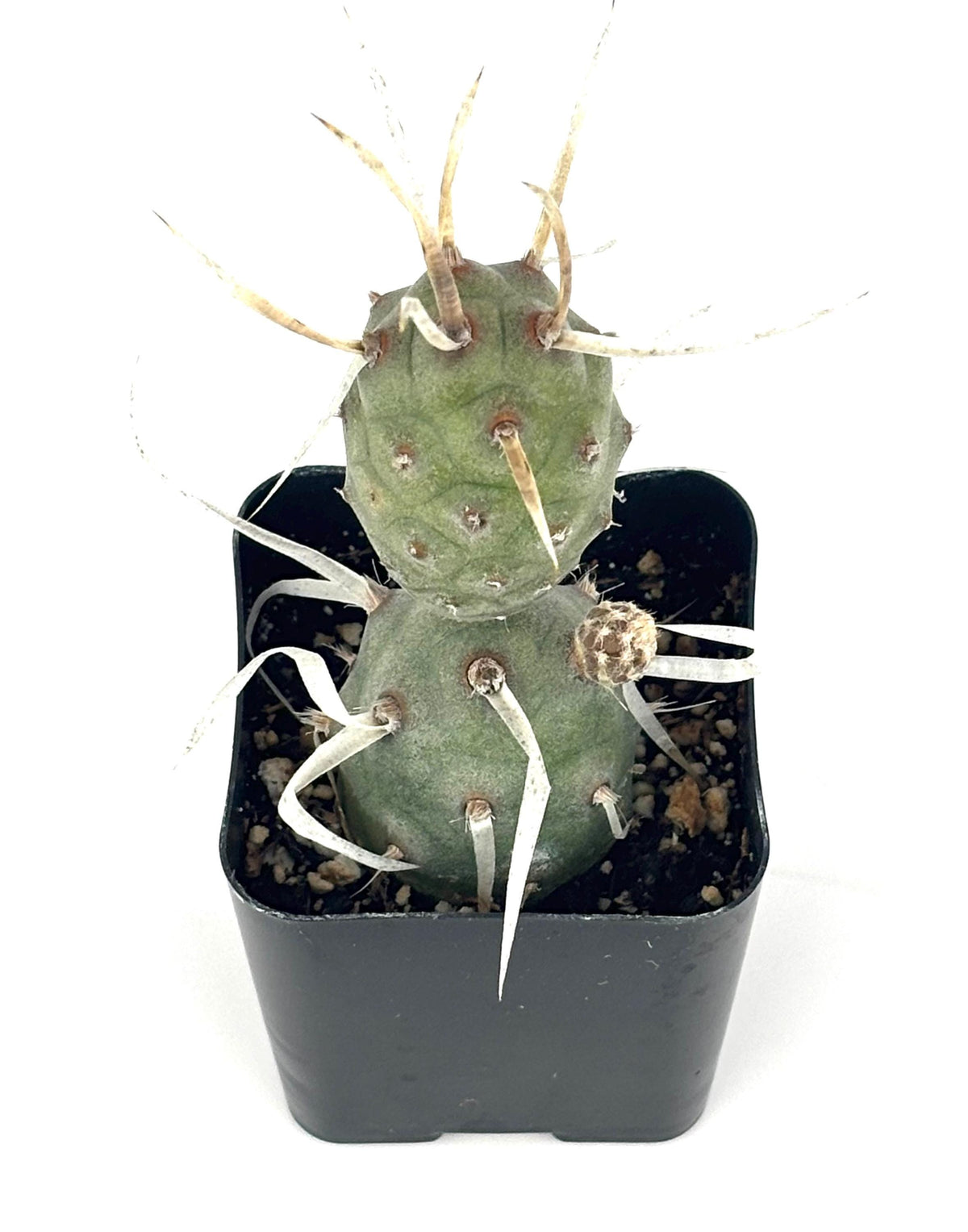 Paper Spine Cactus, 2-Inch Pot — original Etsy listing photo 1