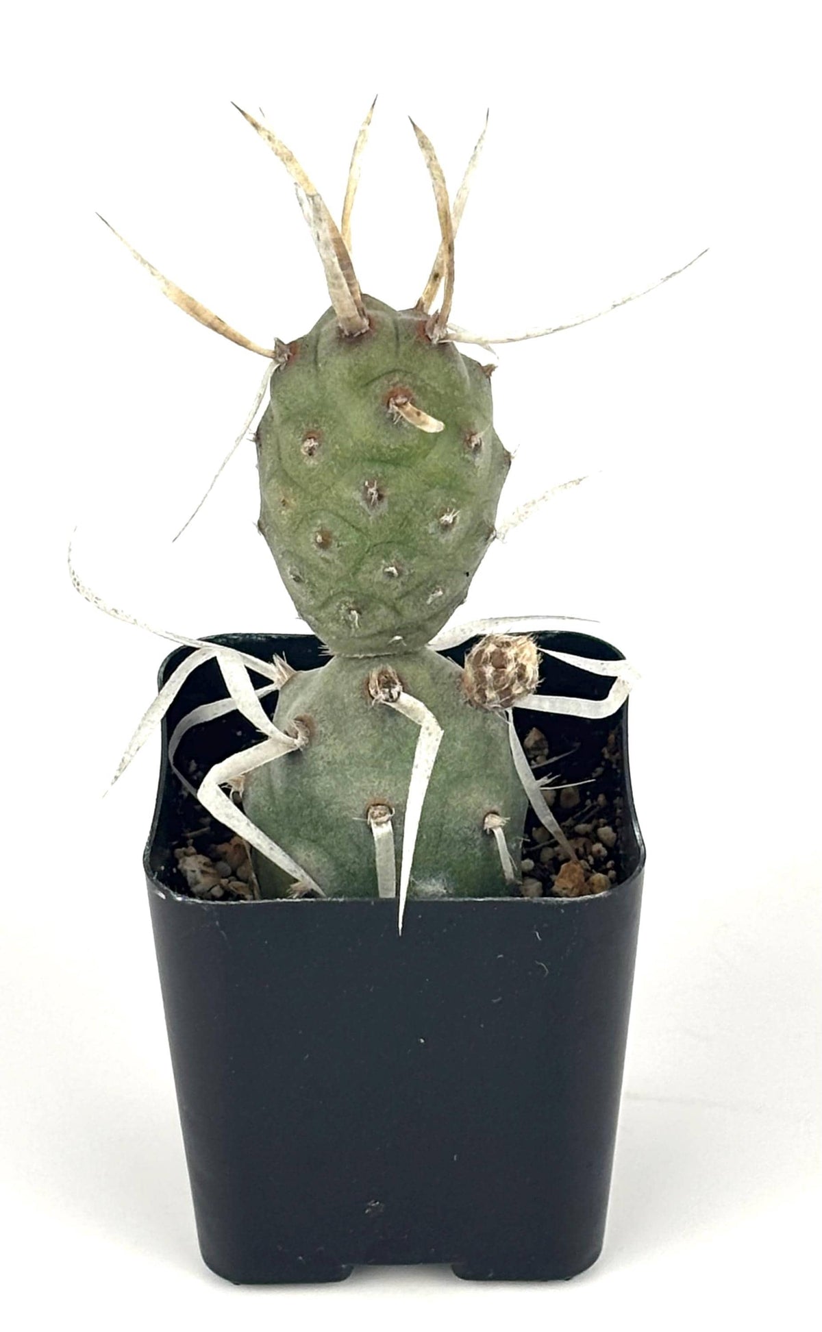 Paper Spine Cactus, 2-Inch Pot — original Etsy listing photo 3