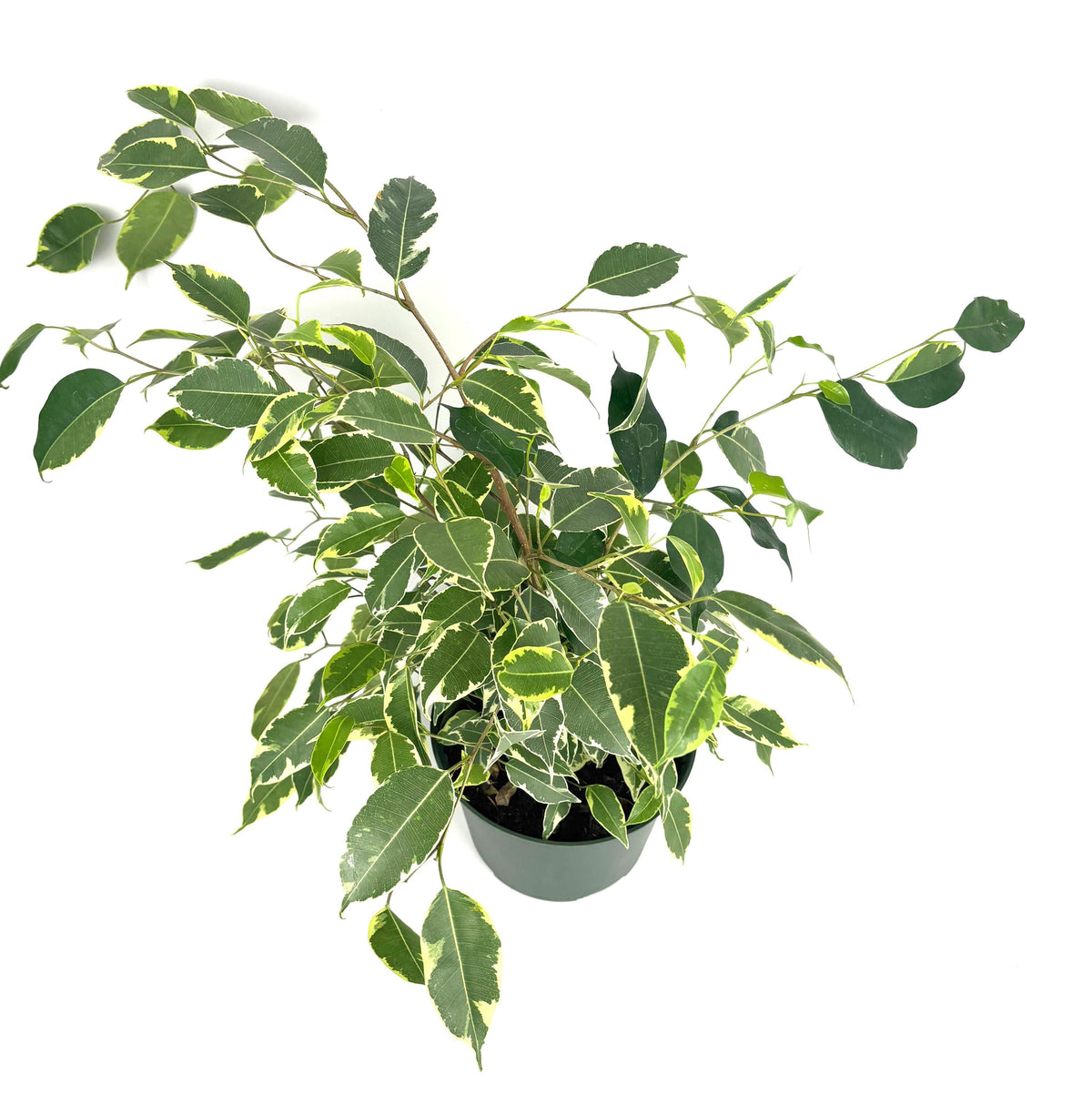 Ficus benjamina Spearmint, 6-Inch Pot — original Etsy listing photo 2