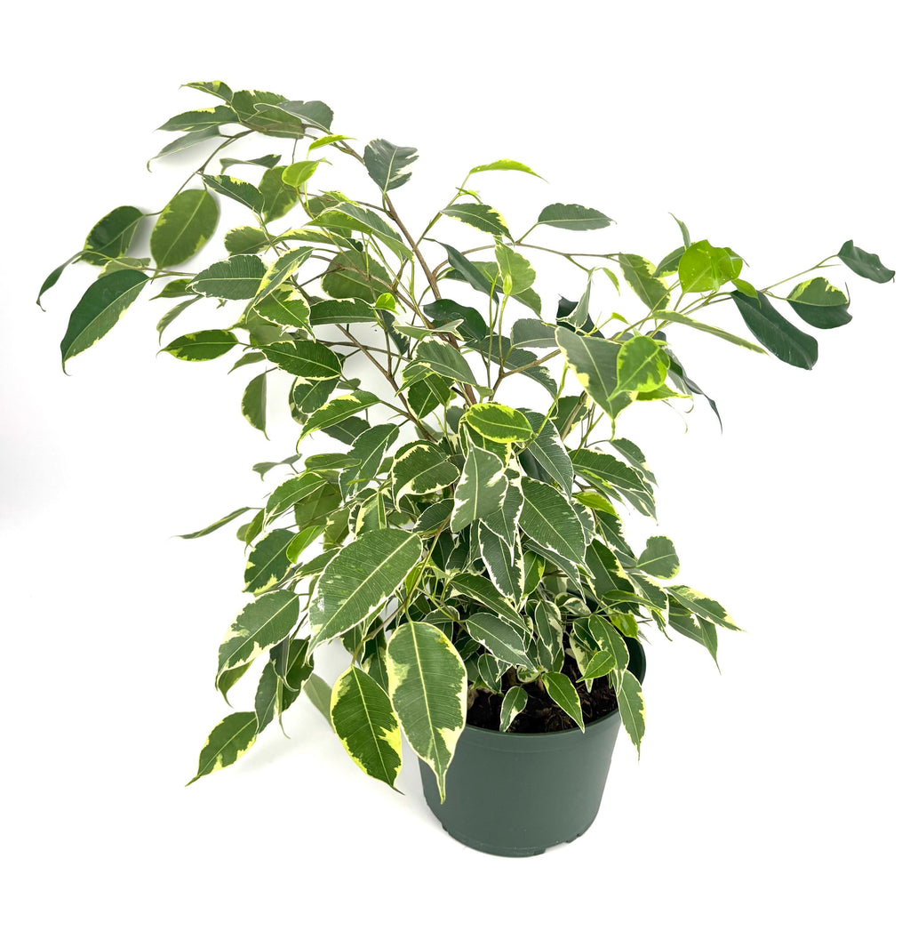 Ficus benjamina Spearmint, 6-Inch Pot — original Etsy listing photo 3