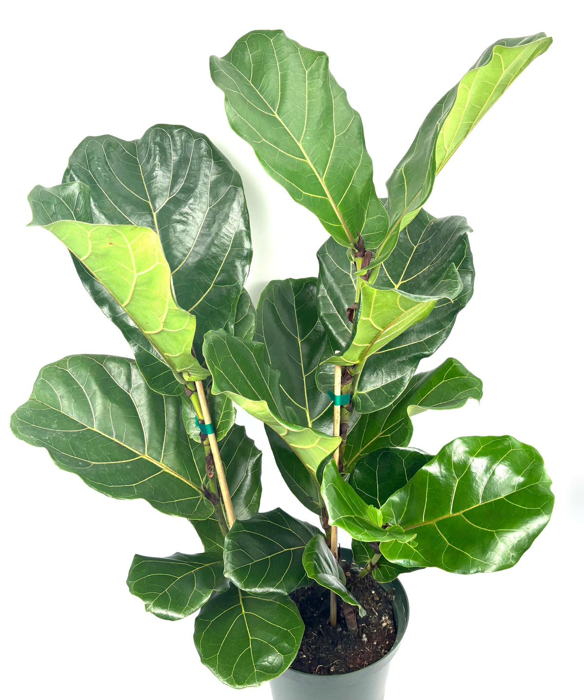 Ficus lyrata Bush (Fiddle-Leaf Fig), 8-Inch Pot