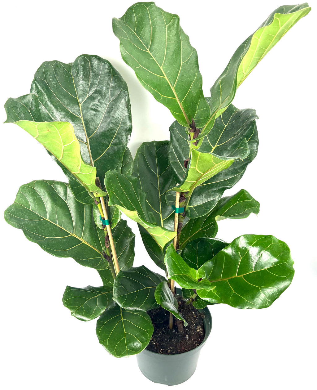 Ficus lyrata Bush (Fiddle-Leaf Fig), 8-Inch Pot