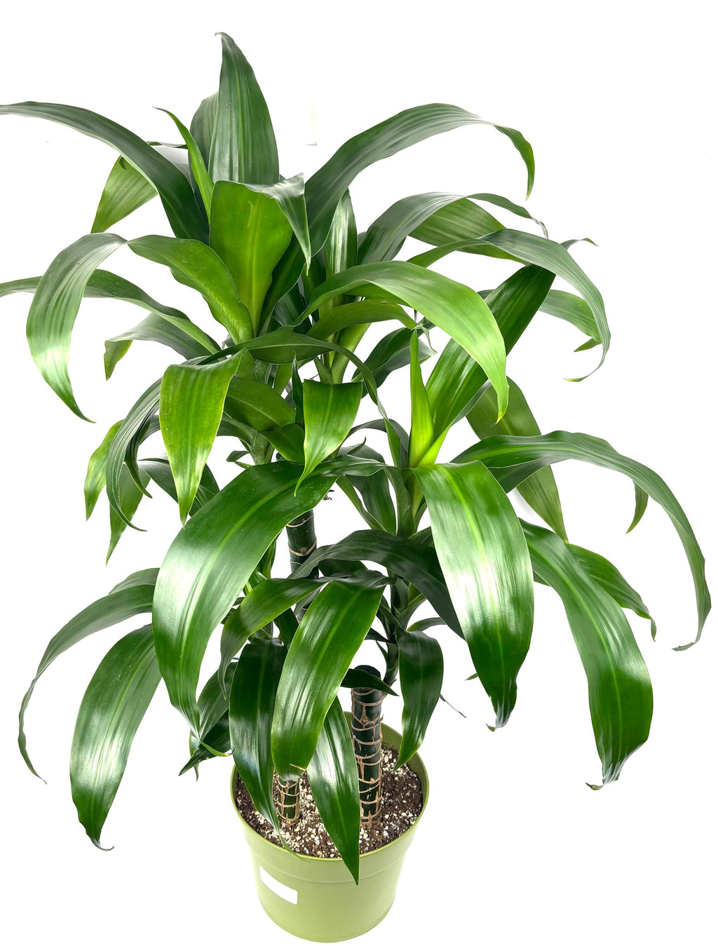 Dracaena Black Beauty XL, 8-Inch Pot, 3 Plants