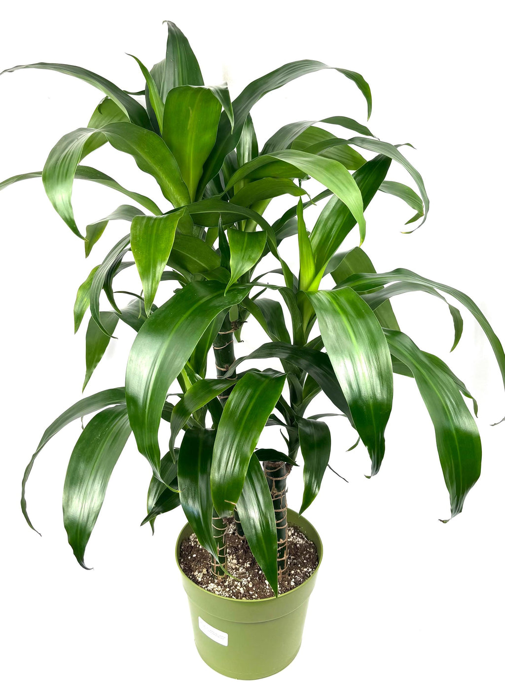 Dracaena Black Beauty XL, 8-Inch Pot, 3 Plants