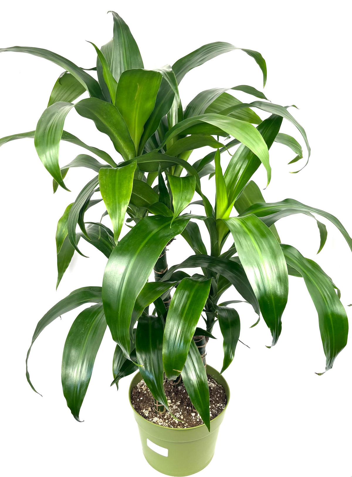 Dracaena Black Beauty XL, 8-Inch Pot, 3 Plants