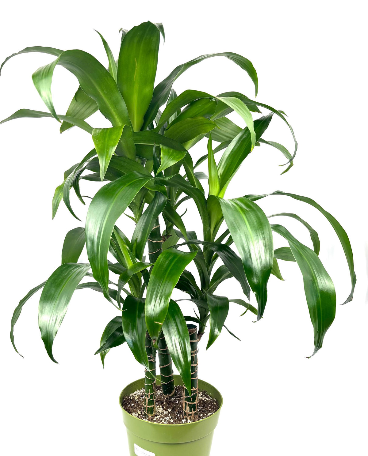 Dracaena Black Beauty XL, 8-Inch Pot, 3 Plants