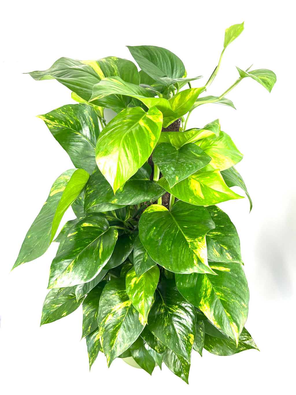 Golden Pothos XL, 8-Inch Pot with Moss Pole