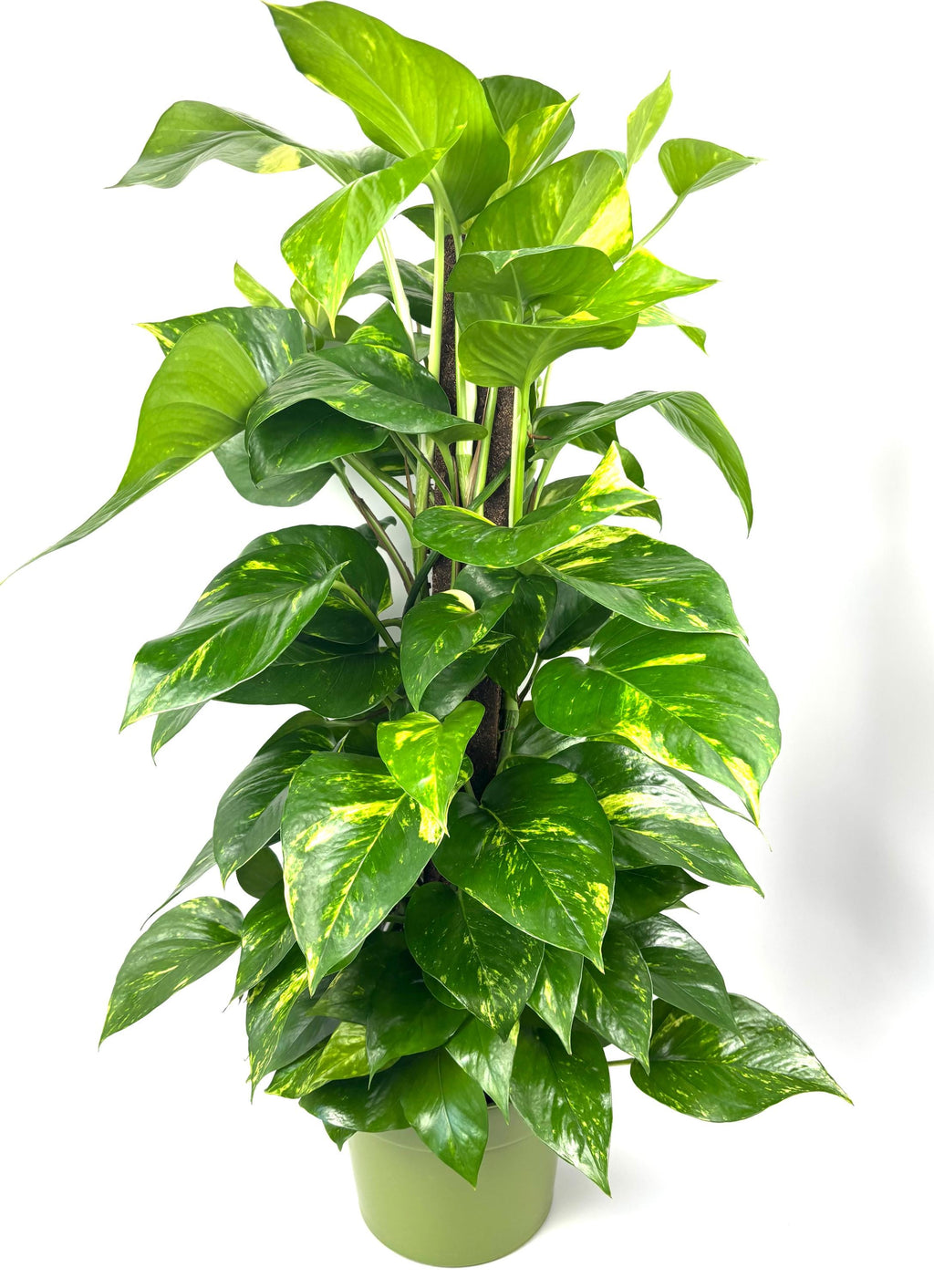 Golden Pothos XL, 8-Inch Pot with Moss Pole
