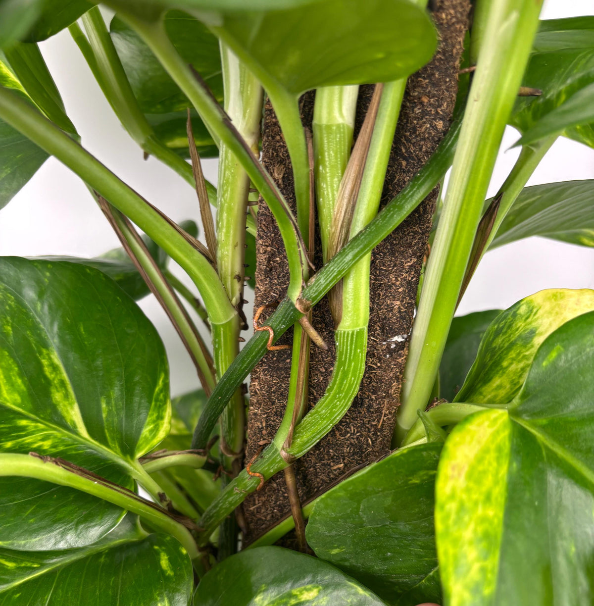 Golden Pothos XL, 8-Inch Pot with Moss Pole
