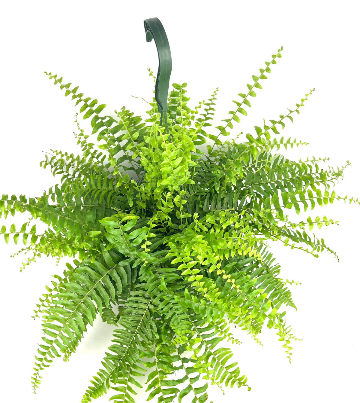 Boston Fern Nephrolepis exaltata, 6-Inch Hanging Pot