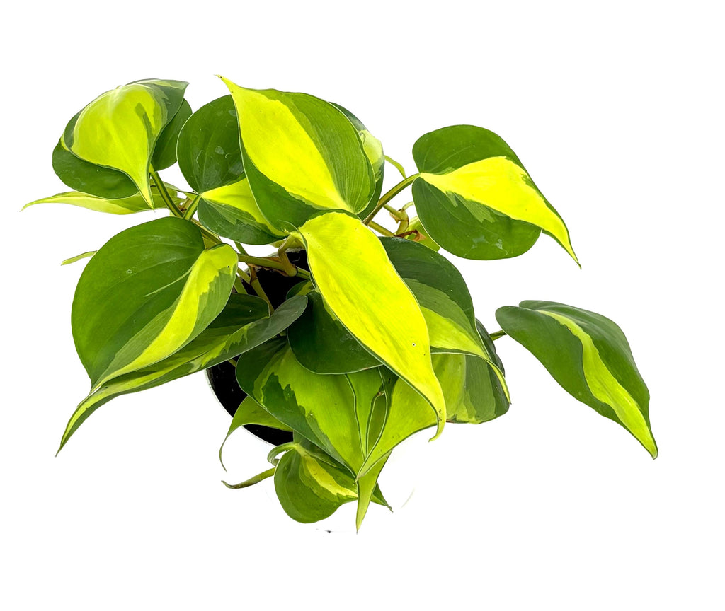Philodendron Brasil, 4-Inch Pot